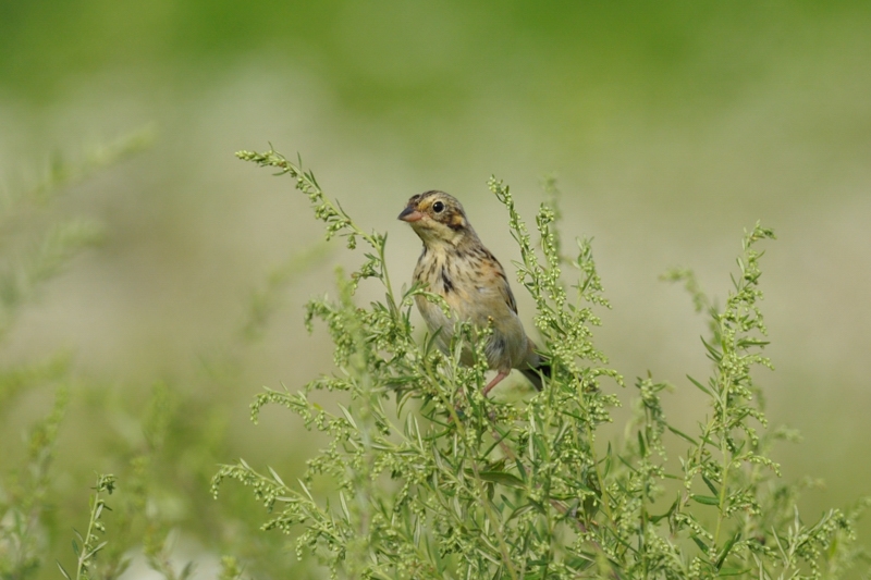 ホオアカ 若鳥_f0053272_20471037.jpg