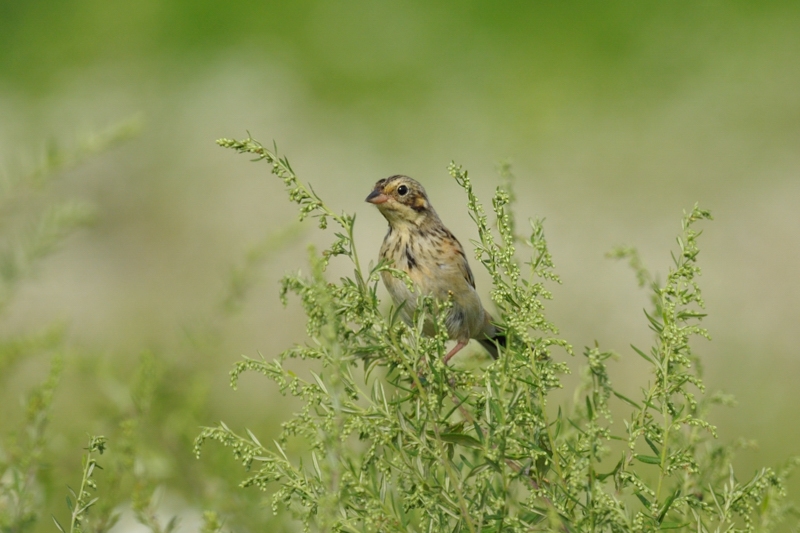 ホオアカ　若鳥_f0053272_20471037.jpg