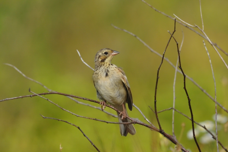 ホオアカ 若鳥_f0053272_20511914.jpg