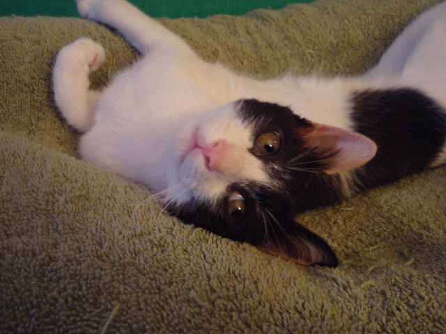 a0135577_125177.gif