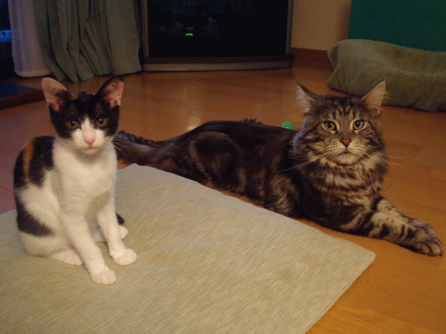 a0135577_12525332.gif