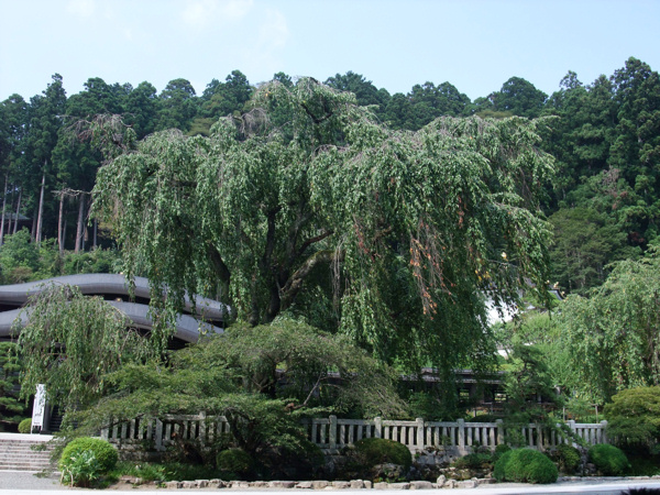 夏休みの旅～身延山つづき_c0173978_0124352.jpg