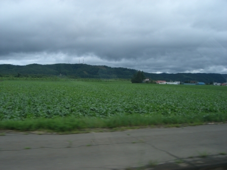 北海道からかえってきました。_a0053480_2041760.jpg