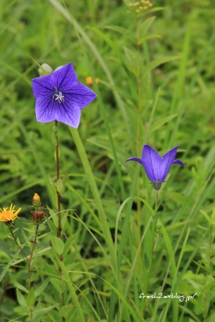 箱根湿性花園　～寒色系の花たち～_b0071781_9282813.jpg