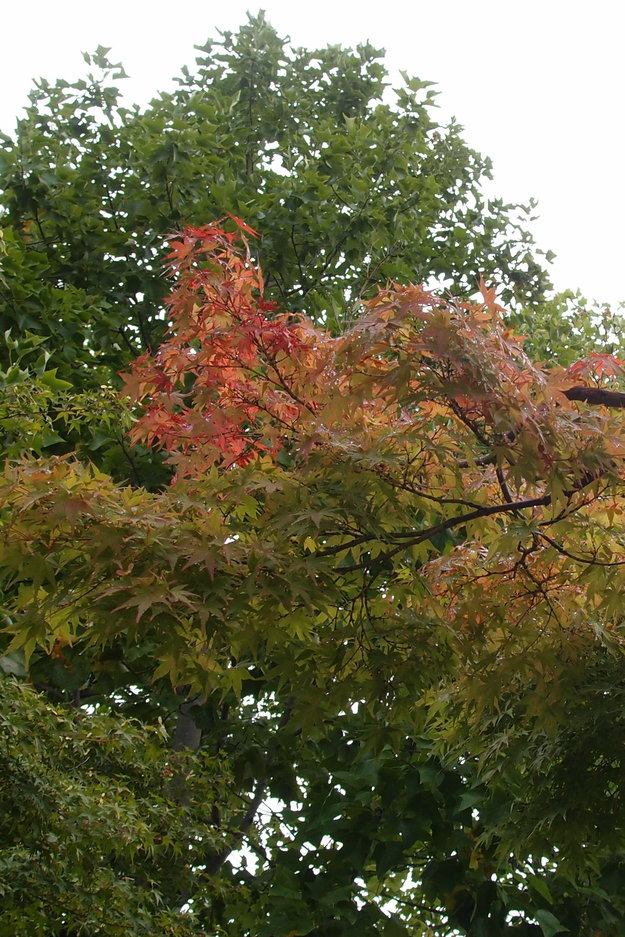 e0024081_8553380.jpg