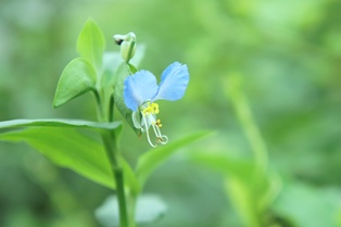 器に手料理♪　　(+錆び釘集め)_d0162384_19504352.jpg