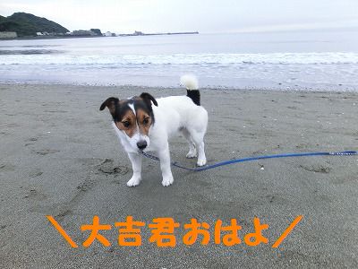 そろそろおしまい?_e0222588_18213715.jpg