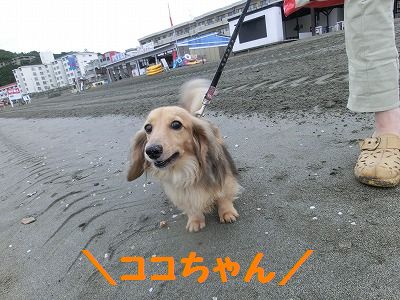そろそろおしまい?_e0222588_18214390.jpg