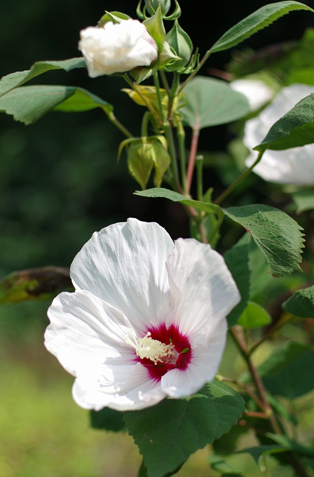 故郷の庭の花_f0012488_21103016.jpg