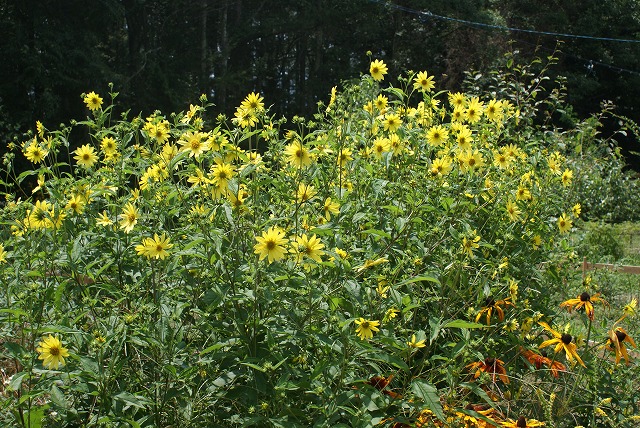 f0079289_23193.jpg