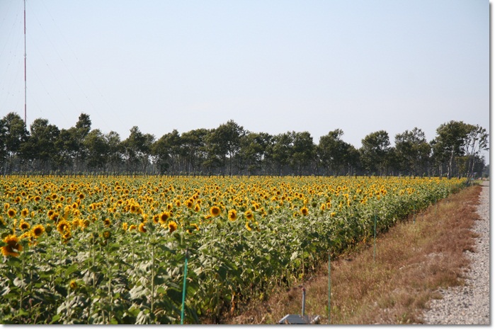 f0146493_14215.jpg