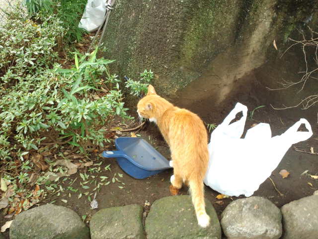 親水公園の猫たち_f0077595_15172550.jpg