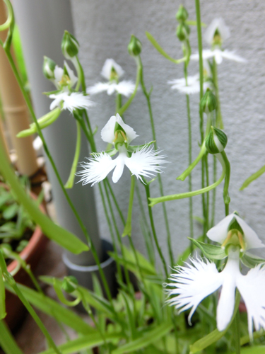 今年も鷺草の花が咲きました_e0131399_23373771.jpg