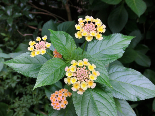 今年も鷺草の花が咲きました_e0131399_2341563.jpg