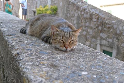 ポルトヴェネレの街と猫 (Portovenere)_d0006400_0535377.jpg