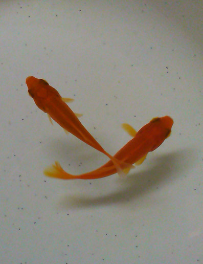 c0205304_0351650.jpg