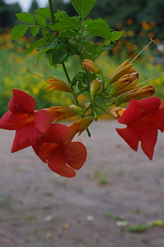 c0156908_8494985.jpg