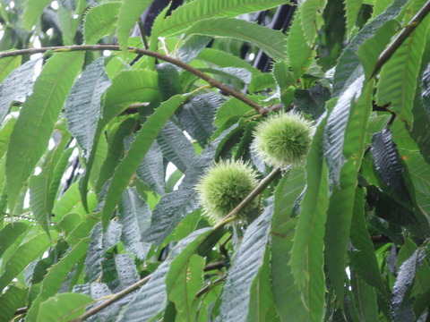 b0198109_13222759.jpg