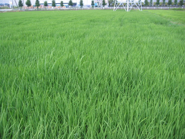 「飼料米 Aug-2011」_a0120513_194463.jpg