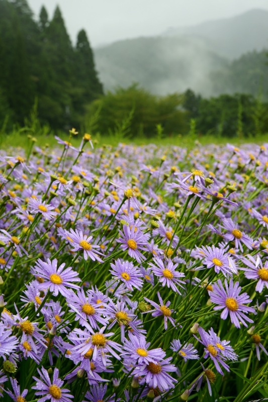 久多宮の町の北山友禅菊_e0177413_1226120.jpg