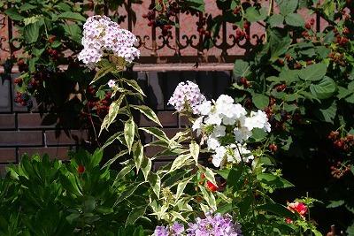 f0170524_13302082.jpg