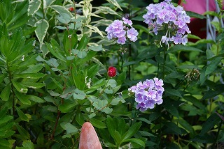 f0170524_1334916.jpg
