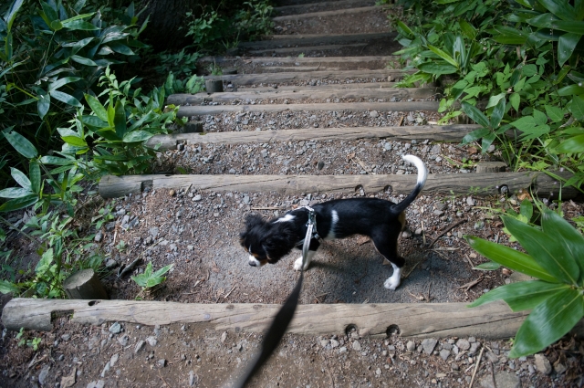 公園デビュー_c0051132_193084.jpg