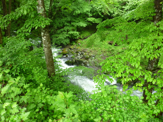 d0170835_15493319.jpg