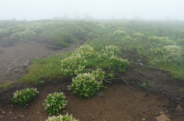 ２０１１．０８．１８オヤマソバの東吾妻山_f0003138_10573591.jpg