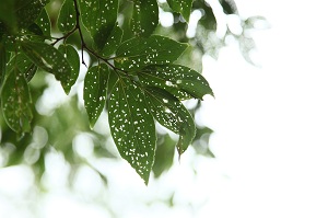 緑　みどり　あおみどり　そして空気 2011/8/21_e0156339_22505910.jpg