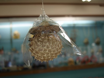 c0191646_0361714.jpg