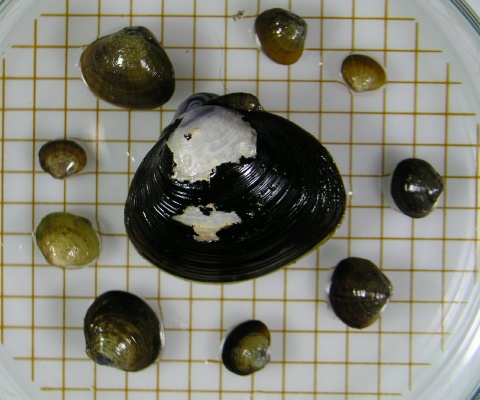 日向市塩見川のヤマトシジミ Beachmollusc ひむかのハマグリ 日向市塩見川のヤマトシジミ Beachmollusc ひむかのハマグリ