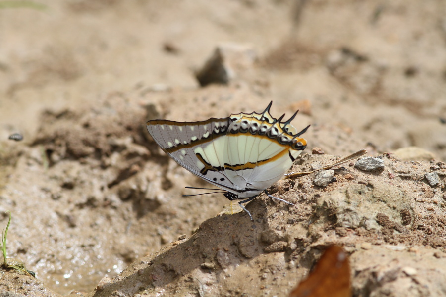 フタオチョウ　（2011年8月22日）_a0094850_1343352.jpg