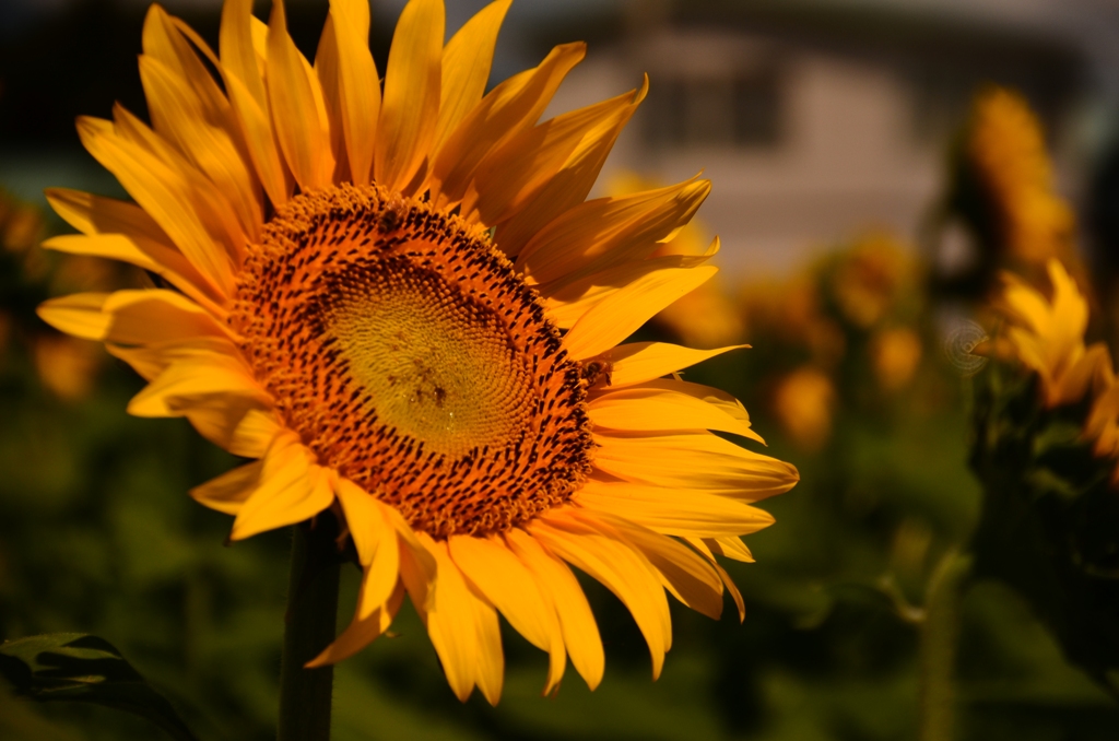 sunflower(安曇野市堀金）_e0223456_14453938.jpg