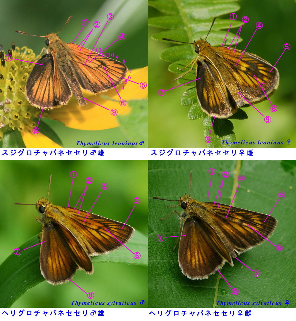 類似☆ スジグロチャバネセセリ×ヘリグロチャバネセセリ 翅裏・翅表比較図Ver.2.0_a0146869_843173.jpg
