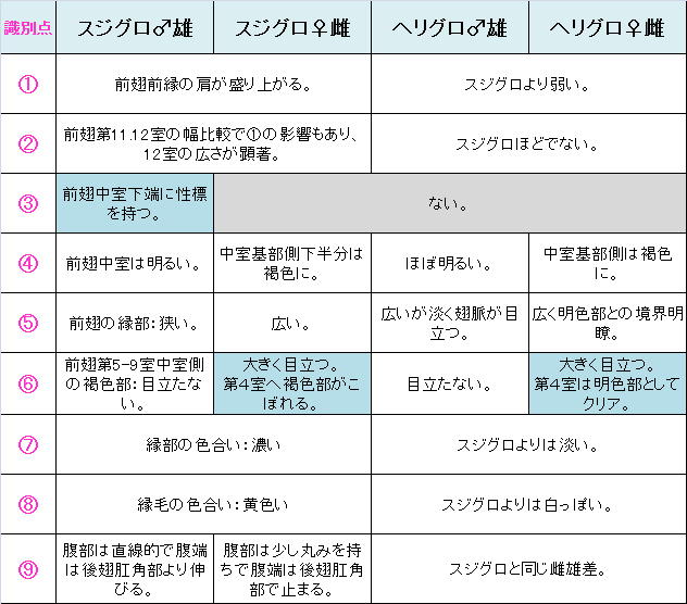 類似☆ スジグロチャバネセセリ×ヘリグロチャバネセセリ 翅裏・翅表比較図Ver.2.0_a0146869_845324.jpg