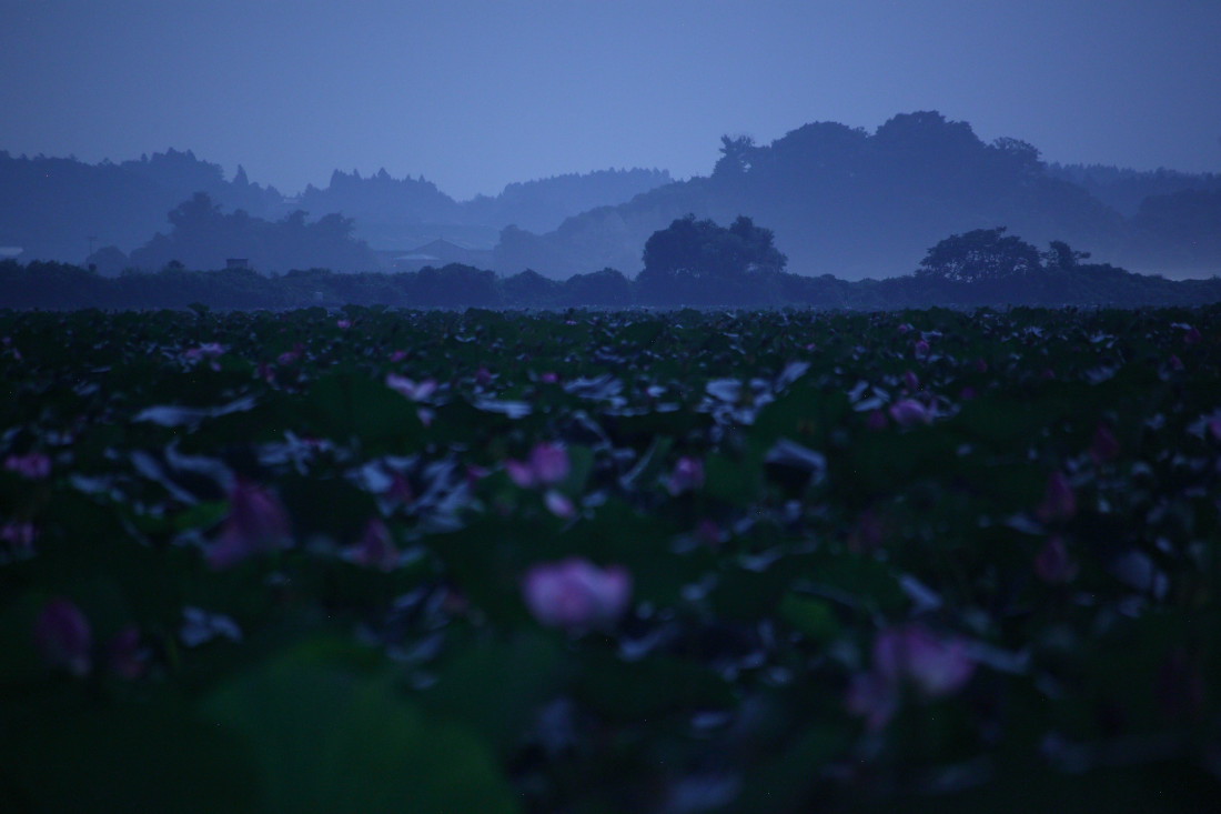 伊豆沼 月光写真_b0191074_1310294.jpg