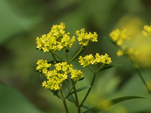 『女郎花（オミナエシ）の花・・・』_d0054276_19554765.jpg