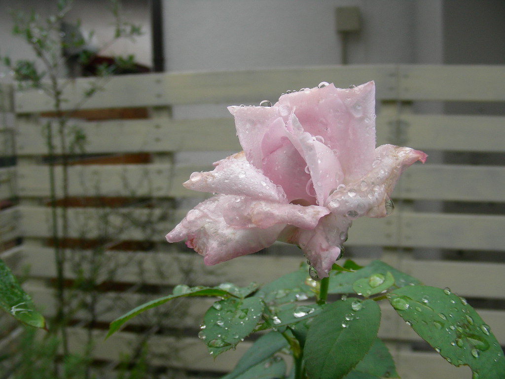 b0096584_11494860.jpg