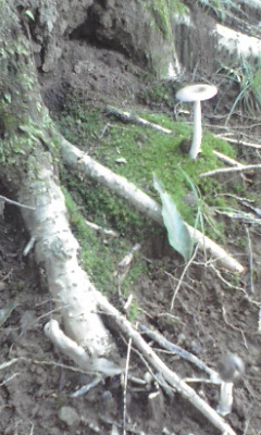 e0054290_10724.jpg