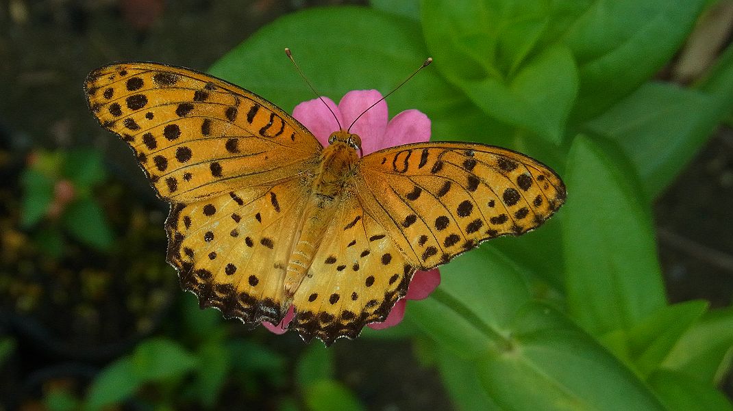 a0152692_18301462.jpg