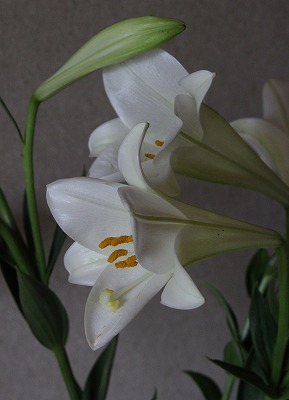 a0123003_10314778.jpg