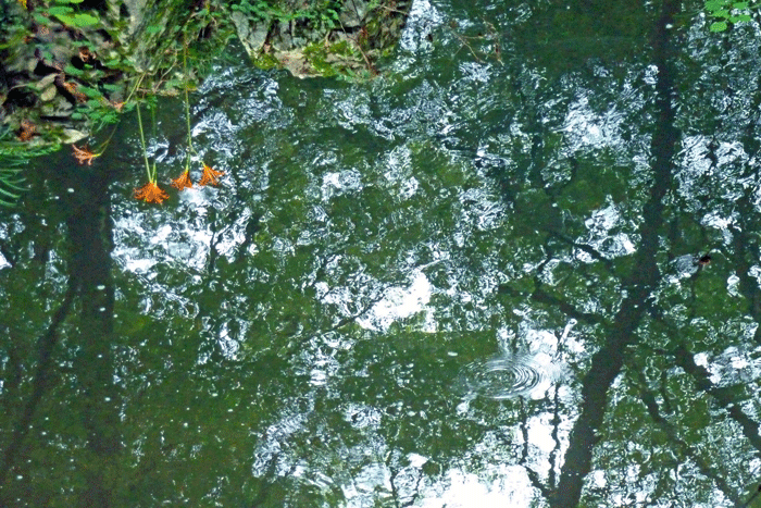 b0130112_11363215.gif