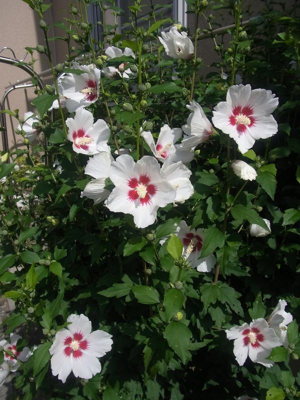 ムクゲ_c0025115_1922216.jpg
