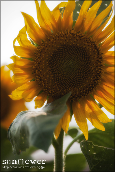 大好きな花_f0100215_2303249.jpg