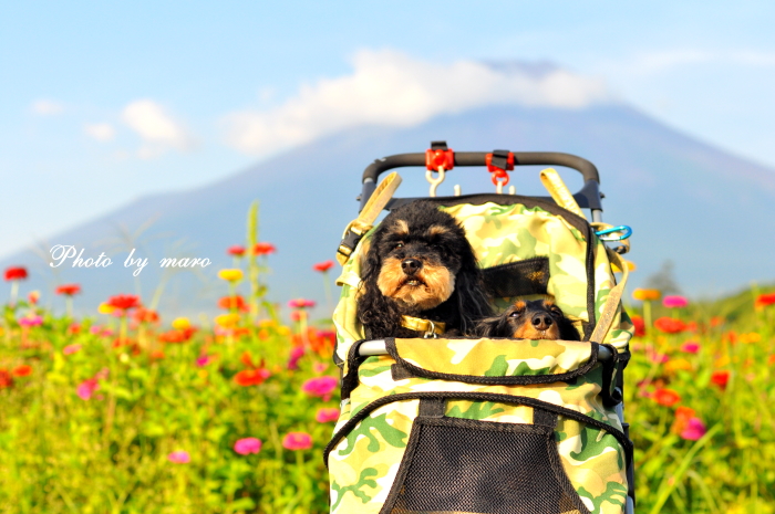 富士山と百日草 と 若いルリビタキ と 薔薇あおい♪♪_e0160417_1024043.jpg