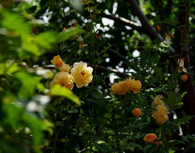 f0170524_13114323.jpg