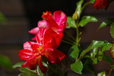 f0170524_13262449.jpg