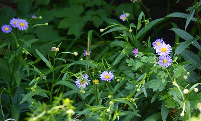 f0170524_13352683.jpg