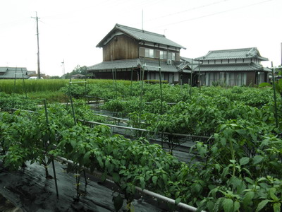 甲賀市の伝統野菜特集　第２弾です！_e0200437_854376.jpg